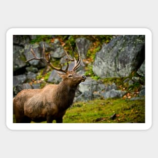 Elk Sticker